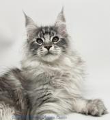 Adorable chatons maine coons loof