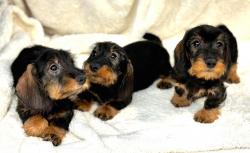 Chiots teckel poil dur