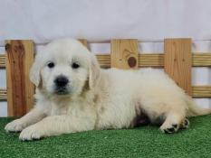 Chiots golden retriever lof