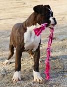 Chiot d'apparence boxer femelle bringe