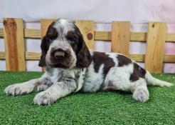 Chiots cocker anglais lof