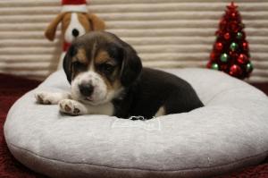 Chiot mle beagle