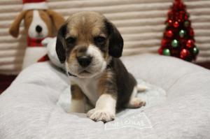 Chiot mle beagle