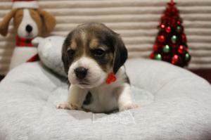 Chiot femelle beagle