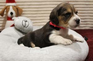 Chiot femelle beagle