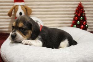 Chiot femelle beagle