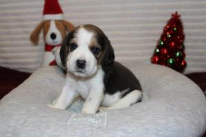 Chiot femelle beagle