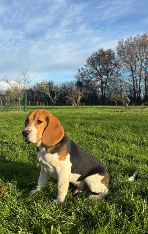 Chiot mle beagle