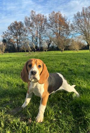 Chiot mle beagle