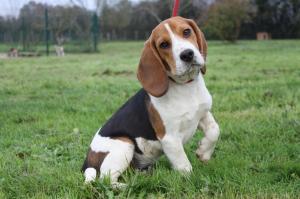 Chiot mle beagle