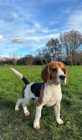 Chiot mle beagle