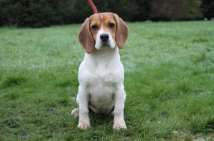 Chiot femelle beagle