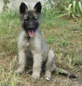 Chiots tervuerens disponibles ligne beaut