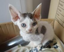 Une femelle devon rex disponible  la rservation