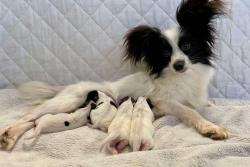 Jolis chiots papillons