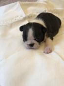 Porte  chiot boston terrier