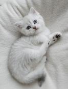 British shorthair loof