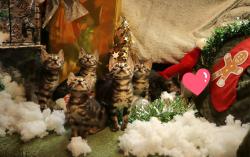 Magnifiques chatons bengals haut de gamme loof