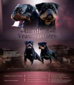 Chiots rottweiler lof a reserver