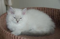 Chatons ragdoll toscane