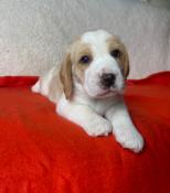 Chiots beagle  mle lemon inscrit au lof