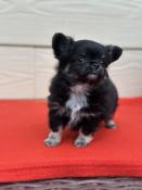 Chiots chihuahua poil long inscrit au  lof