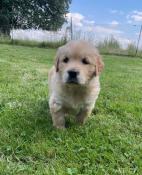 Chiots golden retriever lof