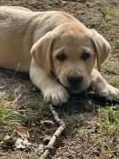 Chiots labrador sable inscrit au lof