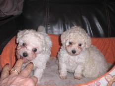 Chiots d'apparence caniches toys blancs