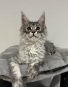 Chatons maine coon loof