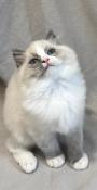 2 magnifiques chatons ragdoll loof