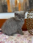 Magnifique chaton femelle british shorthair loof