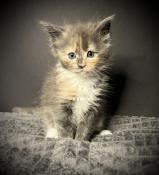 Magnifiques chatons maine coon loof