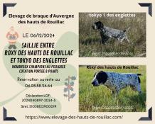 Chiots braque d'auvergne