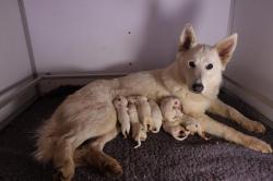 Chiots bergers blancs suisses  rserver