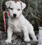 Jack russell terrier