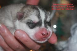 Dernier chiot mle husky sibrien lof disponible d'une porte adorable