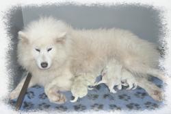 Chiots samoyedes lof  rserver