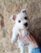 Chiot mle westie disponible