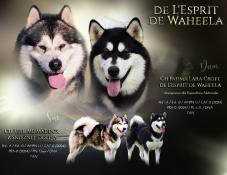 Naissance de chiots malamute d'alaska