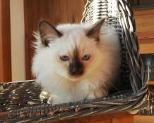 Chatons sacr de birmanie loof - facilit de paiement