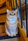 Beau mle british shorthair black golden shaded loof