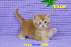 Chatons - british shorthair - golden  - loof