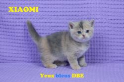 Chatons - british shorthair - golden  - loof