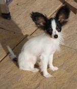 Chiots lof pagneul papillon