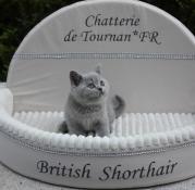 Chaton british shorthair