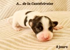 Chiots pagneul nain continental papillon