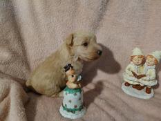 A rserv chiot lakeland terrier