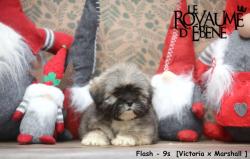 Jolis chiots lhassa apso