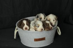 Chiots bergers australiens